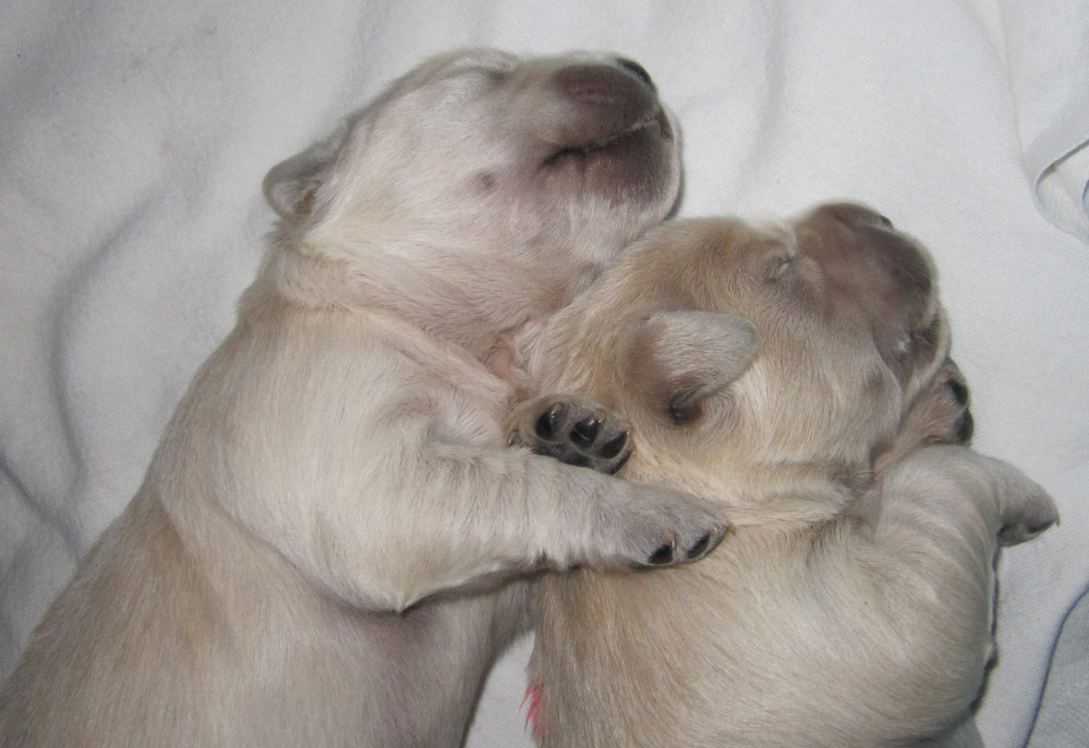 Berkden Golden Retriever Breeder Southwestern Ontario Canada