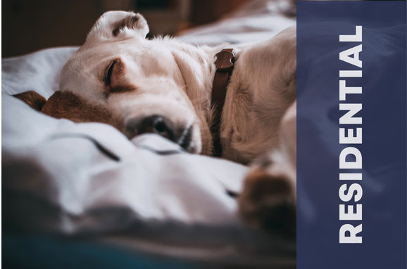 dog sleeping covered up in a bed