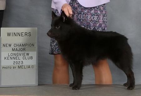 Safari schipperkes 2024