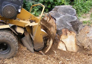 Daniel is just starting to grind a stump that has had many suckers growing together for many years. He has ground approximately half of the stump away and you can see the stump grinder machine is sitting on a pile of chips as it moves the grinding blade across the stump.