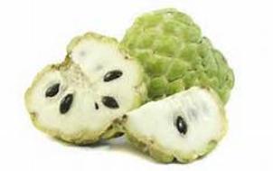 Custard Apple Tree Davie South Florida Broward