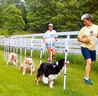 Lakeshore best sale dog training