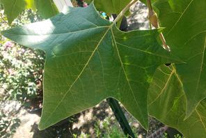 wide leaf fast growing mexican sycamore tree helotes buy
