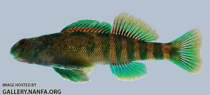 KY Darters