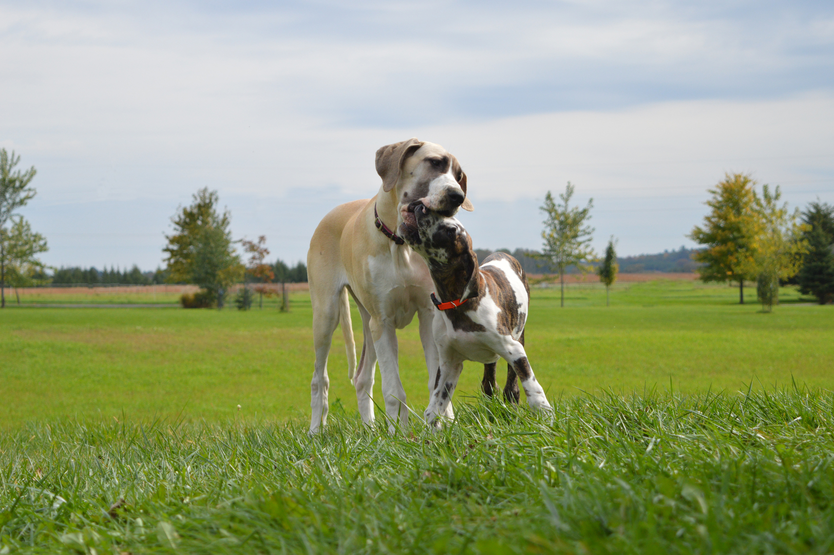 Boondox great hot sale danes