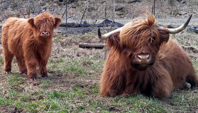 Scottish highland cattle,Black highland cattle,Highland cattle black,Highland cattle, Highland calves