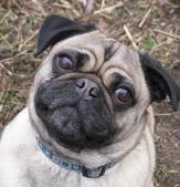 a fawn and black pug with brown eyes