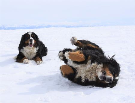 Berneses Playing on Snow - Utah Bernedoodles