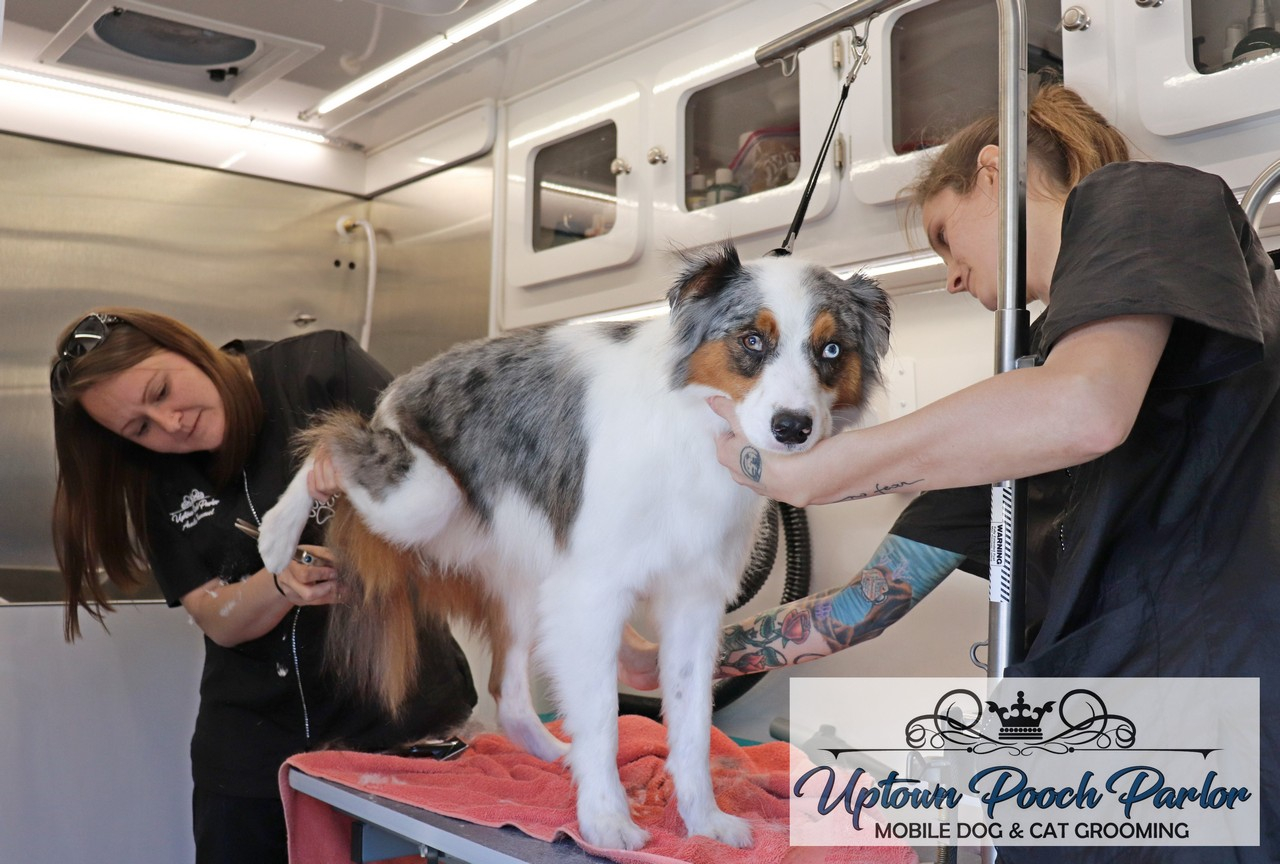 Uptown pets clearance mobile grooming