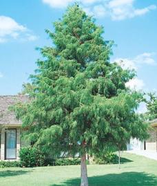 beautiful full grown blueish green san antonio bald cypress for sale at wilsons tree nursery in helotes