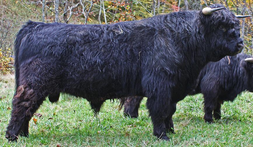 Black highland cattle,Scottish highland cattle, Highland cattle black,Highland cattle, Highland calves