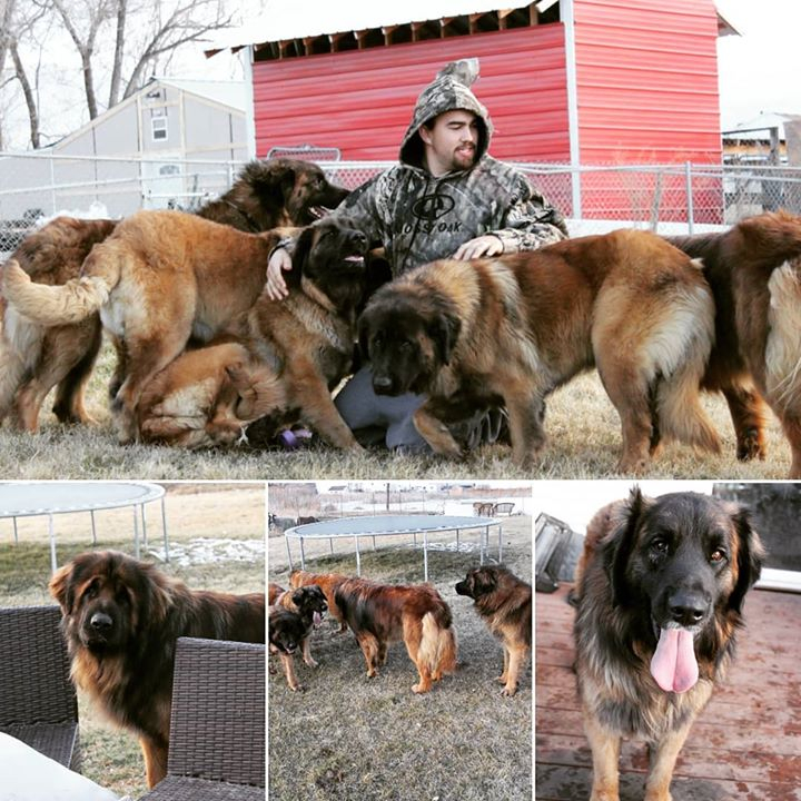 leonberger breeders midwest