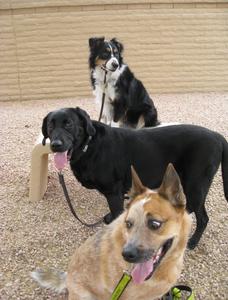 Scottsdale Pet Taxi Dog Training