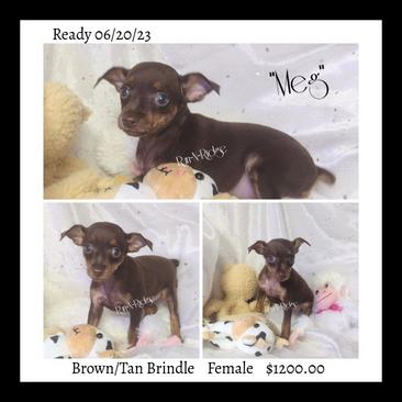 HPA Harlequin Pinschers