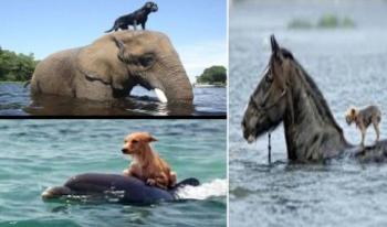 Watch: Heroic Animals Rescuing Humans and Animals