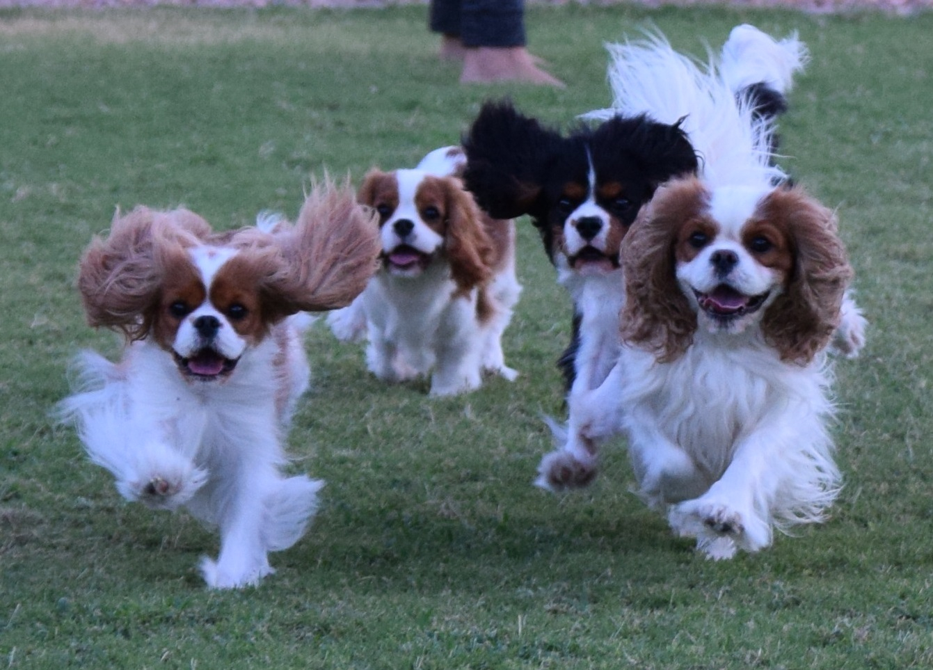 Local cavalier king charles best sale spaniel breeders