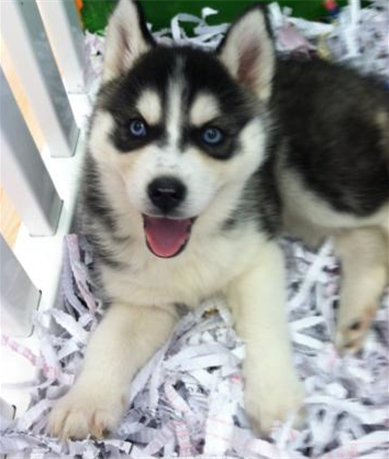puppies tampa bay area puppy