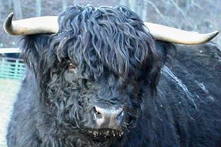 Scottish highland cattle, Highland cattle, Black highland cattle, Highland cattle calves