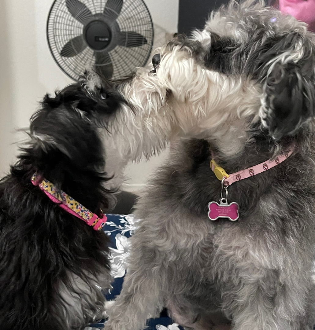 Windjammer store miniature schnauzers