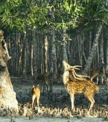 Jungle Safari Tours Sundarbans National Park