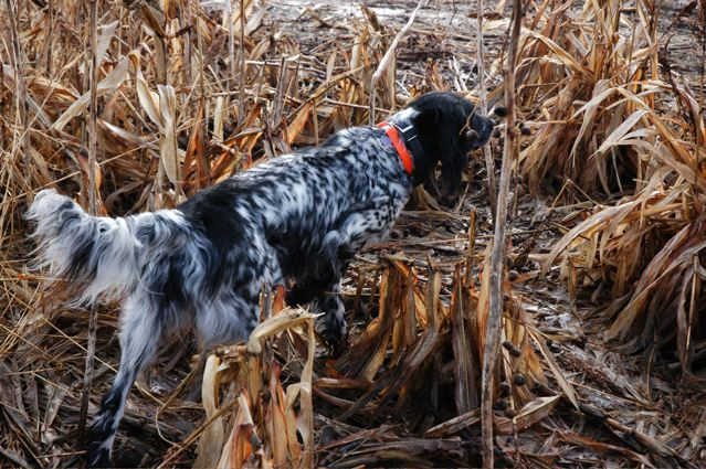 Large munsterlander outlet puppies for sale