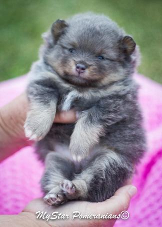 Chocolate Sable Female Pomeranian Siri