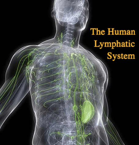 The Human Lymphatic System