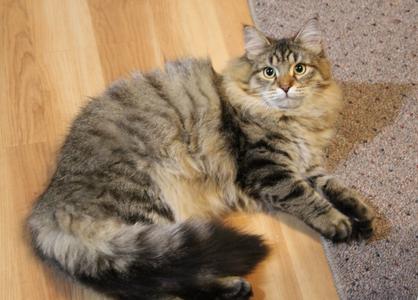 black tabby siberian cat