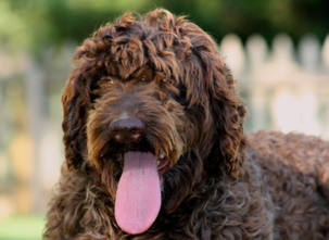 Goldendoodle Kansas City