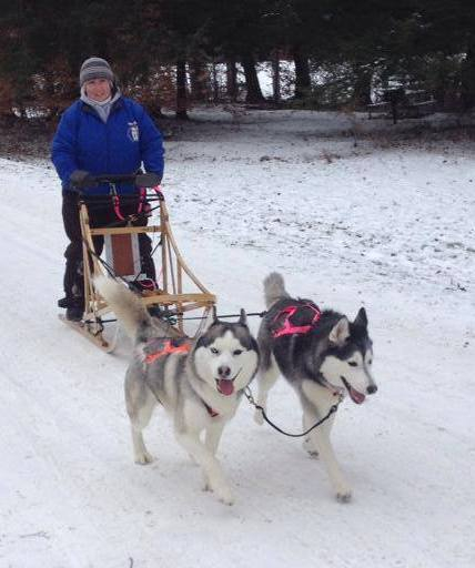 Dog sleds hot sale for sale