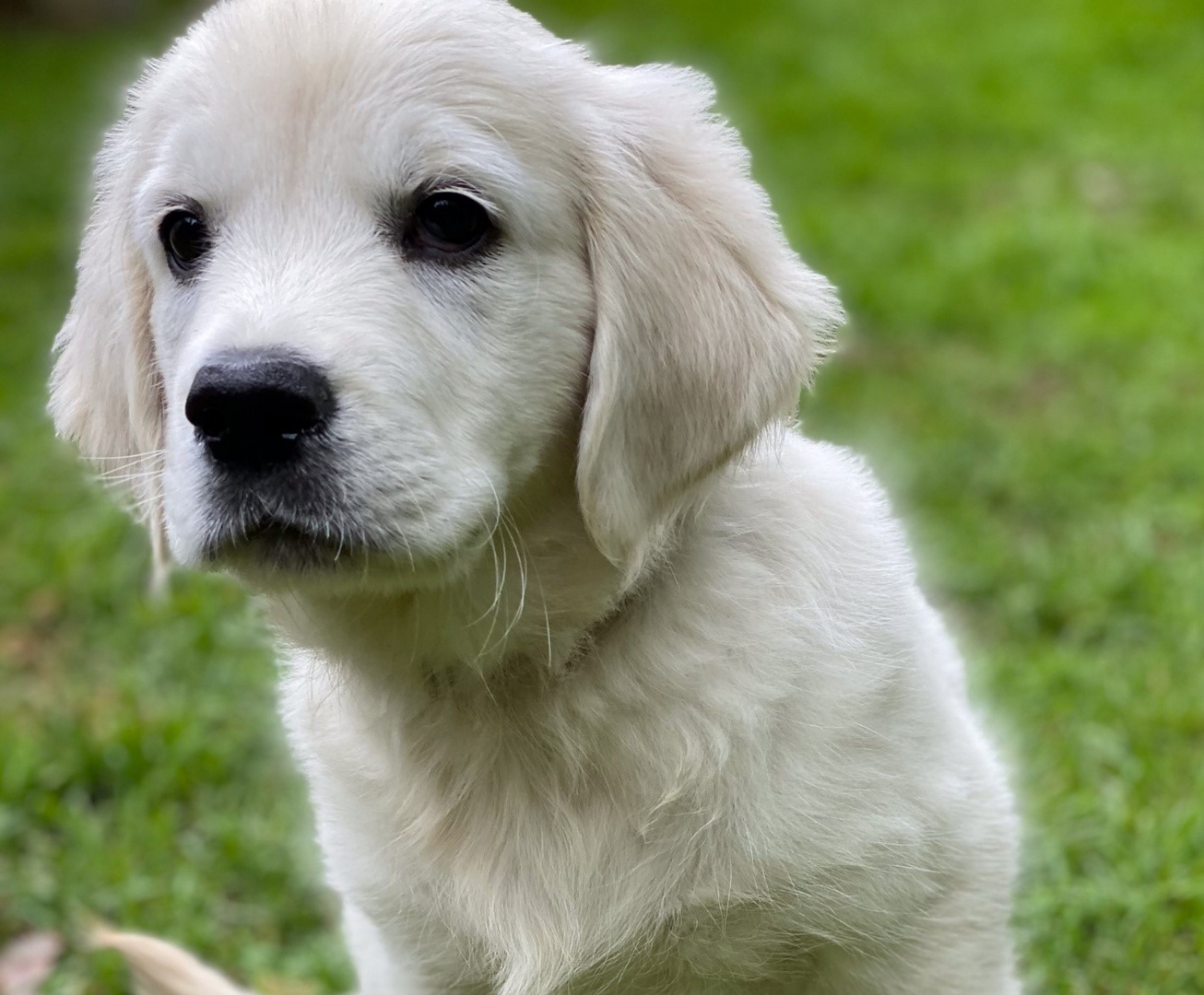 Snow 2024 golden retriever