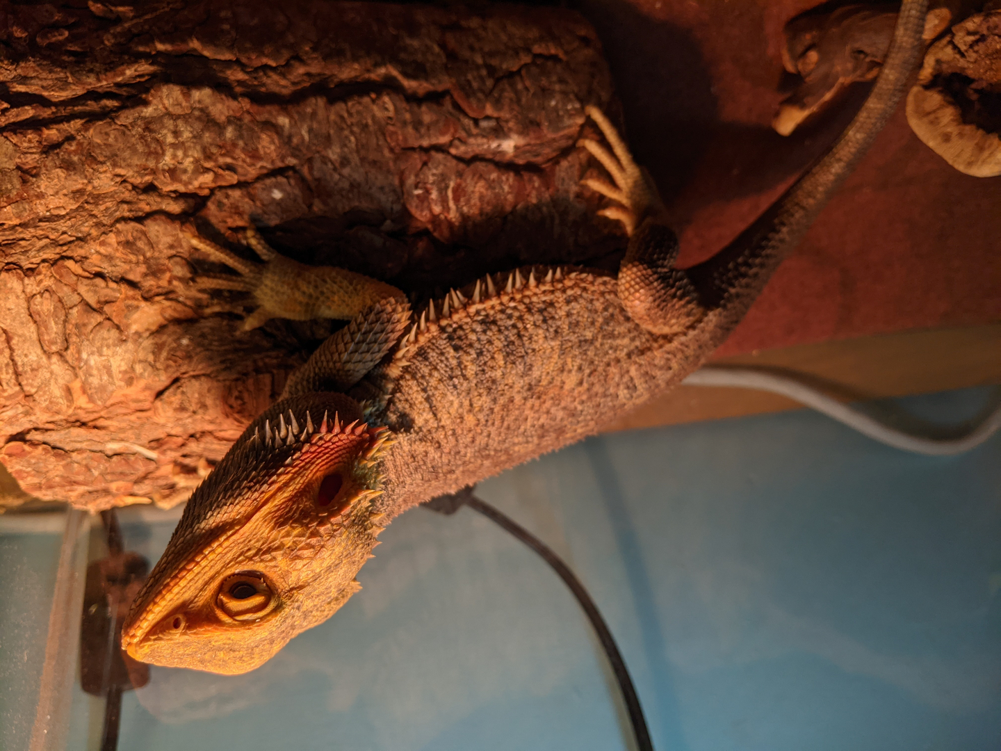 Meet the bearded dragons of a Pine Island rescue