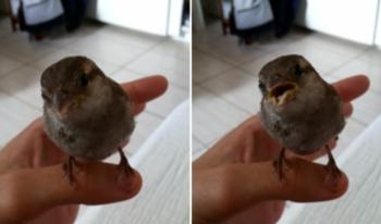 Bird Lands On Her Hand and Enjoy His Singing