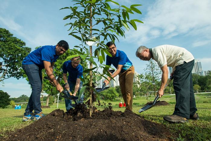 LOCAL TREE MANAGEMENT SERVICES EDINBURG MCALLEN TEXAS