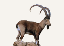 New Mexico Ibex