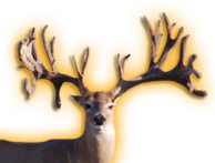 FEDERAL EXPRESS WHITETAIL BUCK