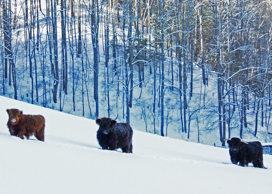 Scottish highland cattle, Highland cattle, Black highland cattle, Highland cattle calves