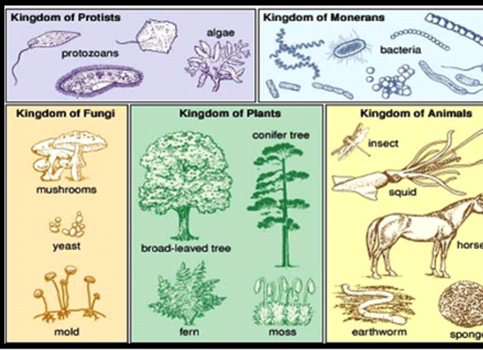 Protista Fungi Plantae Animalia - Info Car Wallpaper