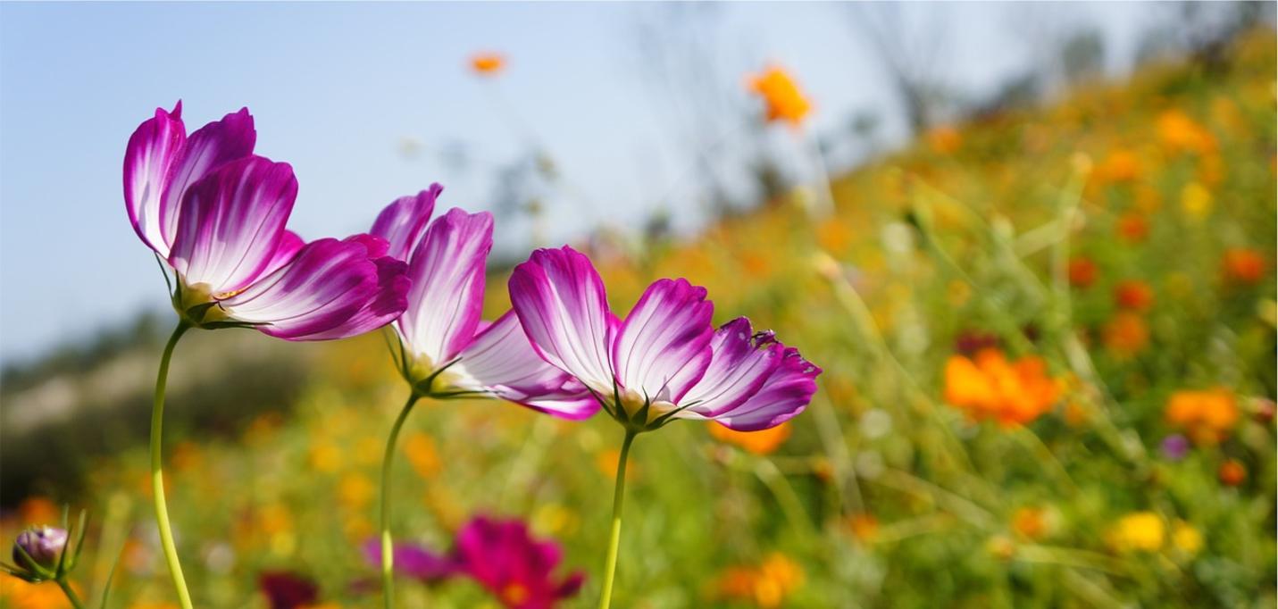 Descubre estos maceteros de ensueño para tus plantas de interior de otoño