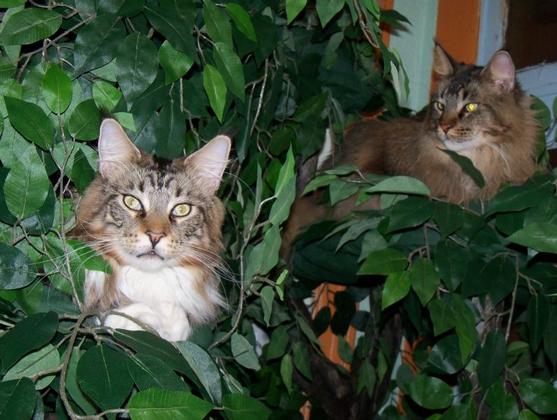 Maine Coon Cat Trees