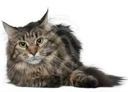 Cincinnati Hills Animal Clinic Companion Animal Plan [CAP] Adult Cat