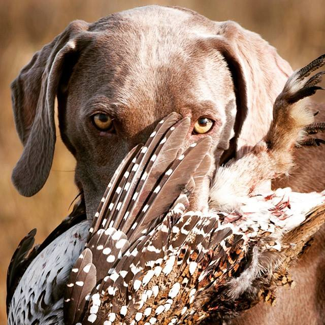 Hunting store weimaraner breeders