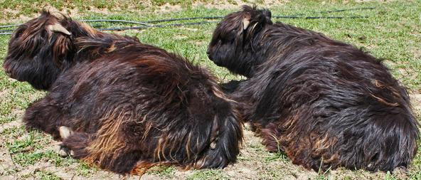 Black highland cattle,Scottish highland cattle, Highland cattle black,Highland cattle, Highland calves