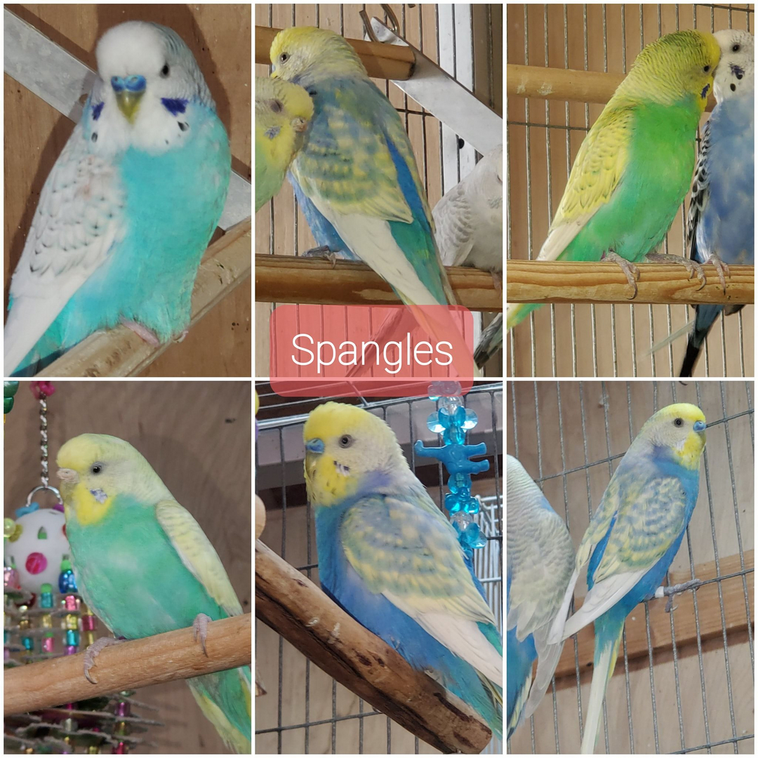 Rainbow best sale spangle budgie