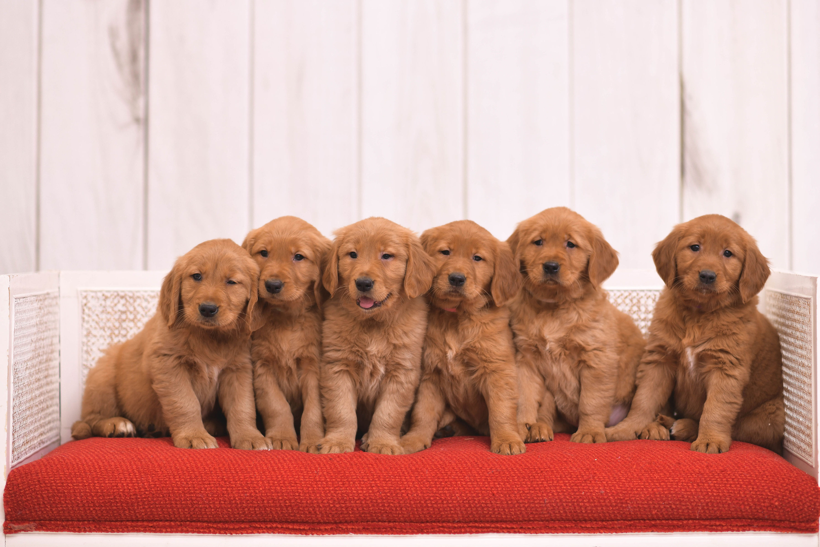 dark golden retriever puppy