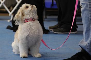 River run dog sales training