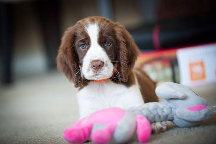 Toy springer spaniel store puppies for sale