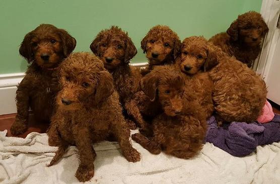 F1b standard discount goldendoodle for sale