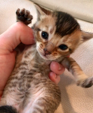 bobcat kittens hybrid gmail email