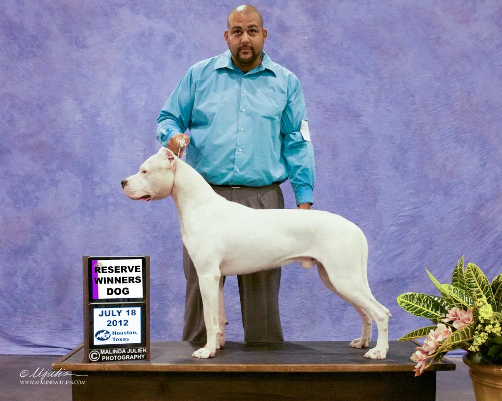 Premiação com a raça Dogo Argentino, Exposições